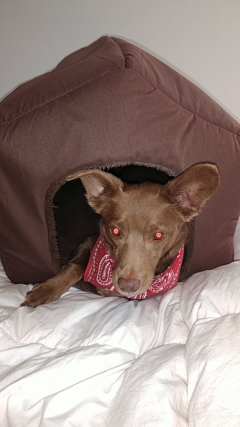 Little Red, a Russell-type Terrier and American Eskimo Dog mix tested with EmbarkVet.com