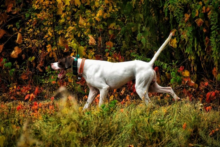 Barley, a Pointer tested with EmbarkVet.com