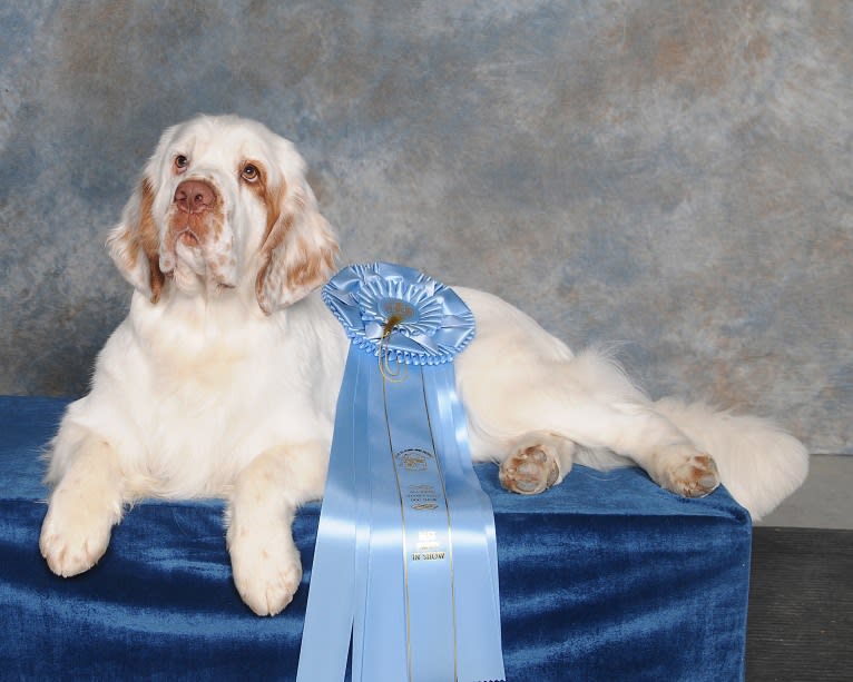 Joey, a Clumber Spaniel tested with EmbarkVet.com