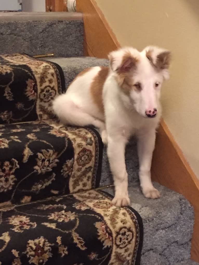 Jax, a Shetland Sheepdog and Australian Cattle Dog mix tested with EmbarkVet.com