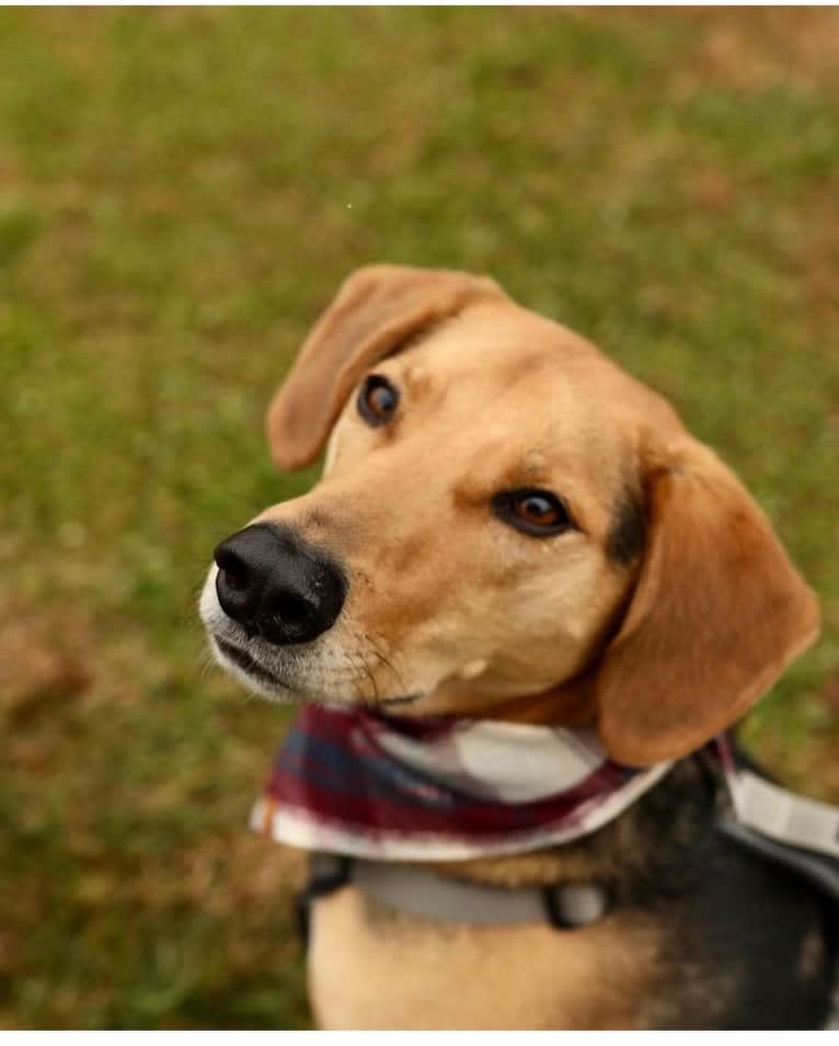 Tommy, a Beagle and Border Collie mix tested with EmbarkVet.com