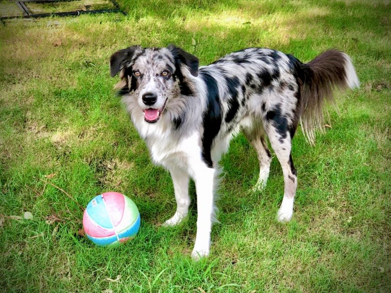 Zuzu, a Border Collie tested with EmbarkVet.com