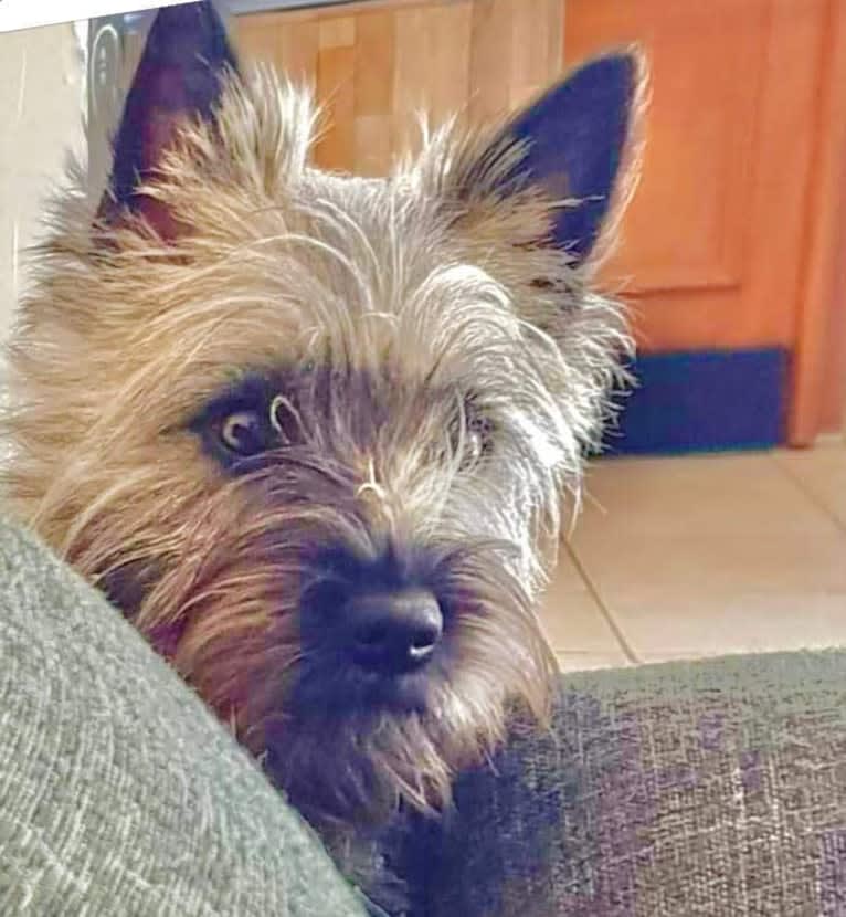 Nino, a Cairn Terrier tested with EmbarkVet.com