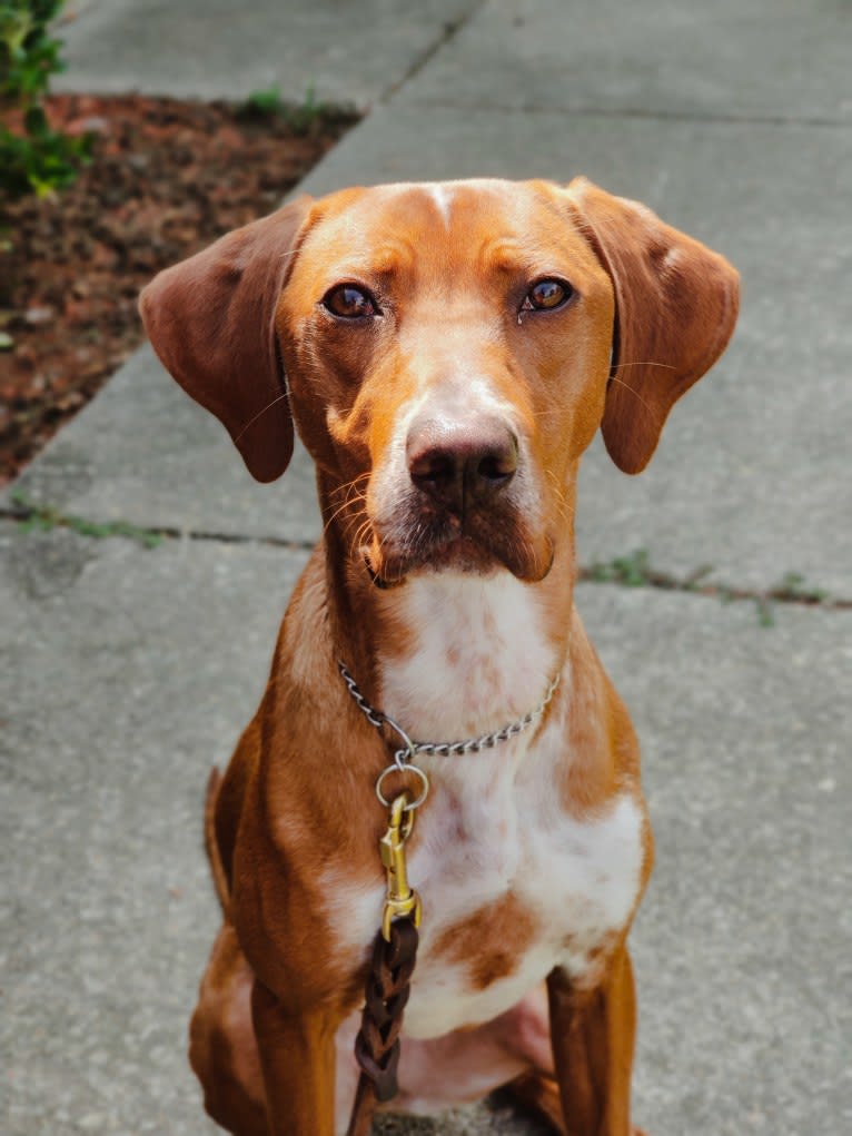 Tula, a Pointer and Llewellin Setter mix tested with EmbarkVet.com