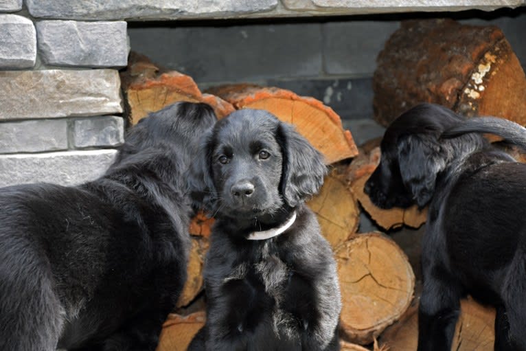 Riagan, a Flat-Coated Retriever tested with EmbarkVet.com