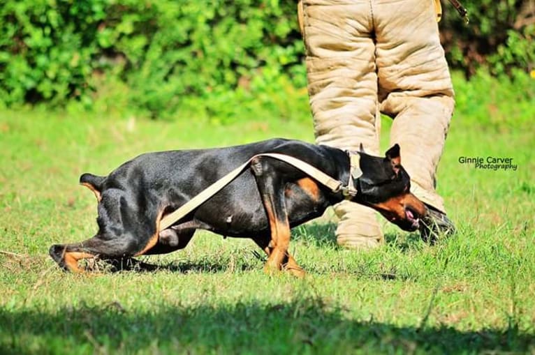 Riku, a Doberman Pinscher tested with EmbarkVet.com