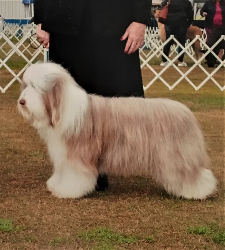 Spindrift Loves Truffle Kisses, a Bearded Collie tested with EmbarkVet.com