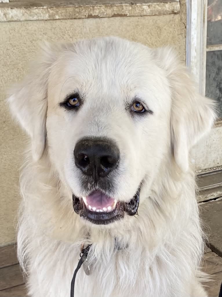 Jasper, a Great Pyrenees tested with EmbarkVet.com