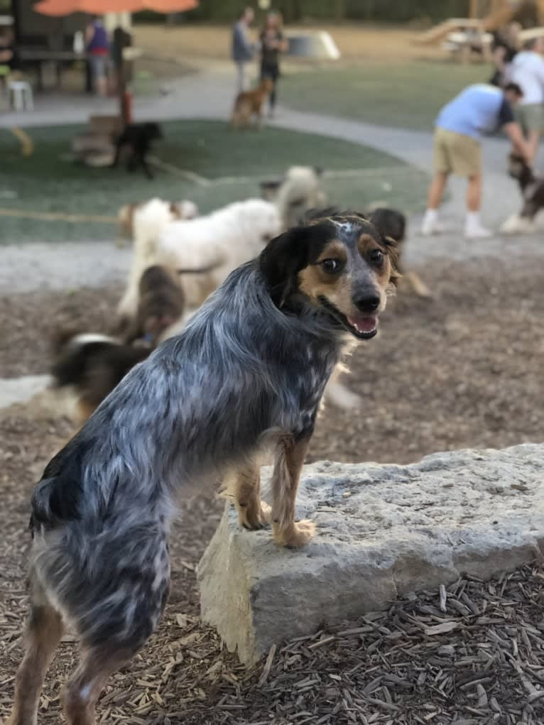 Banjo, an Australian Cattle Dog and Cocker Spaniel mix tested with EmbarkVet.com