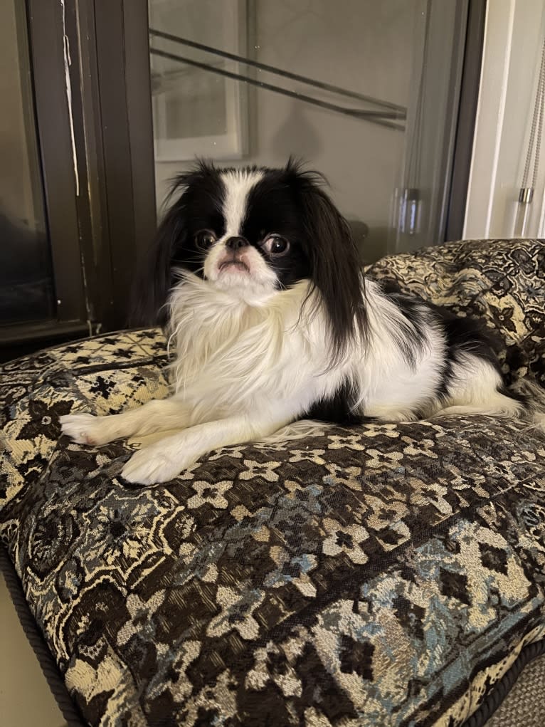 Daisy, a Japanese Chin tested with EmbarkVet.com