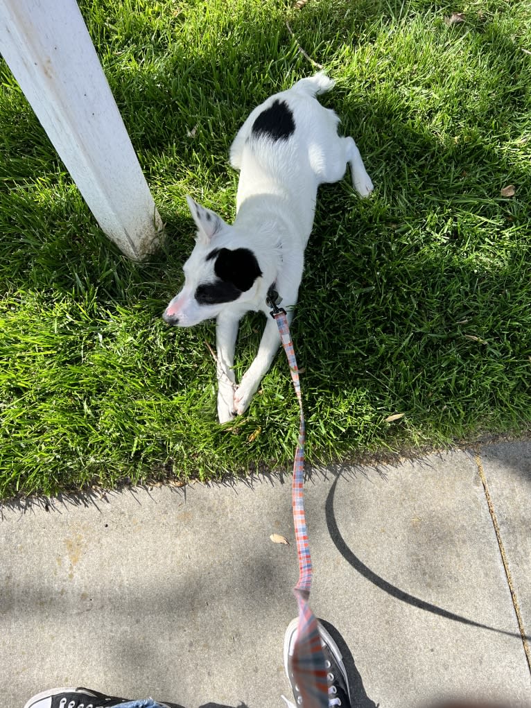 Luke Skywalker, an Australian Cattle Dog and Rat Terrier mix tested with EmbarkVet.com