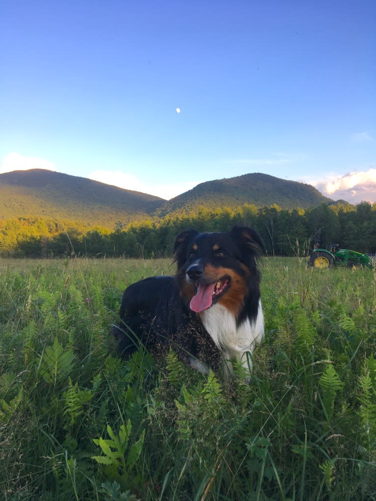 Wyeth, an English Shepherd tested with EmbarkVet.com