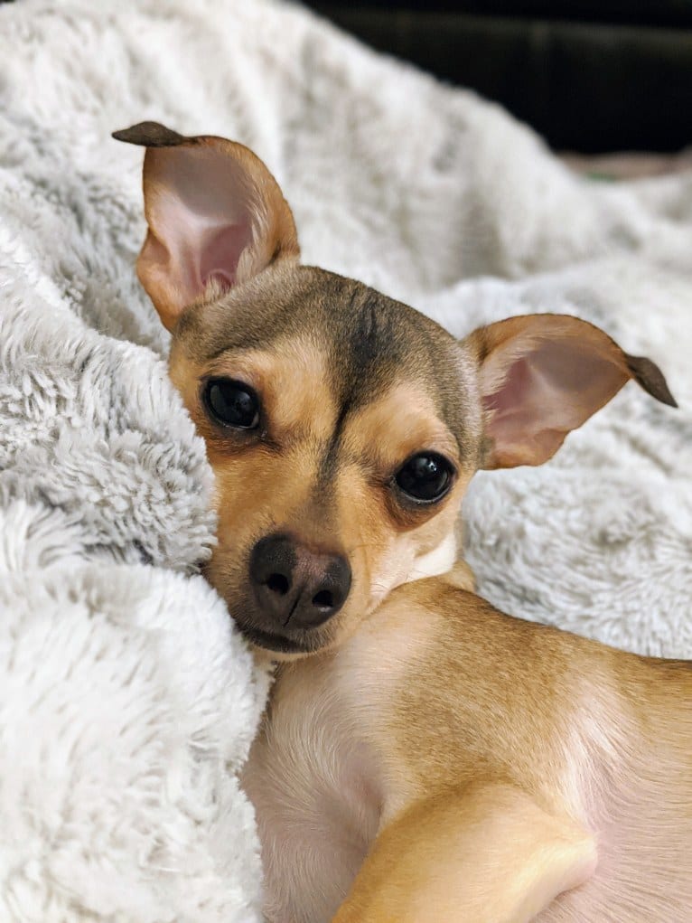 Dexter, a Chihuahua tested with EmbarkVet.com