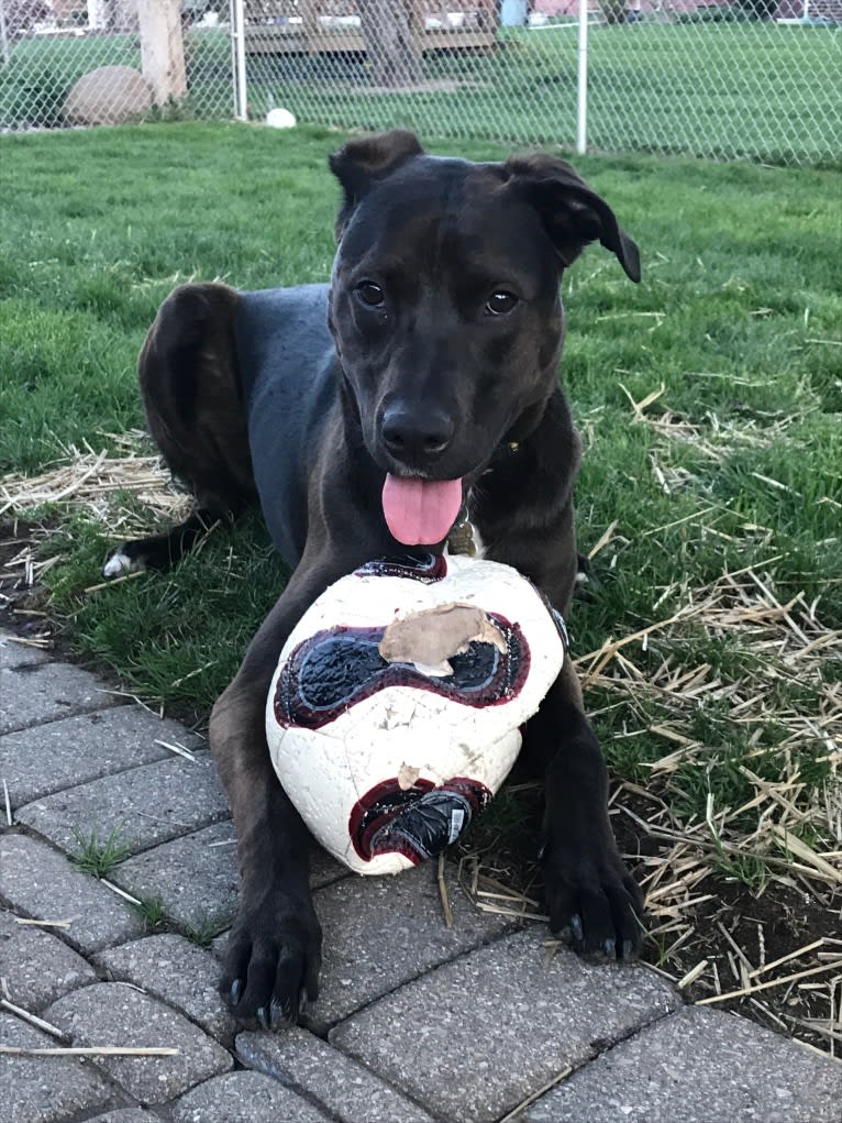 Axel, a Staffordshire Terrier and Rottweiler mix tested with EmbarkVet.com