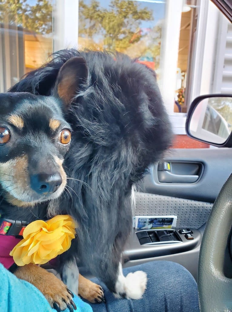 Lola, a Chihuahua and Miniature Pinscher mix tested with EmbarkVet.com