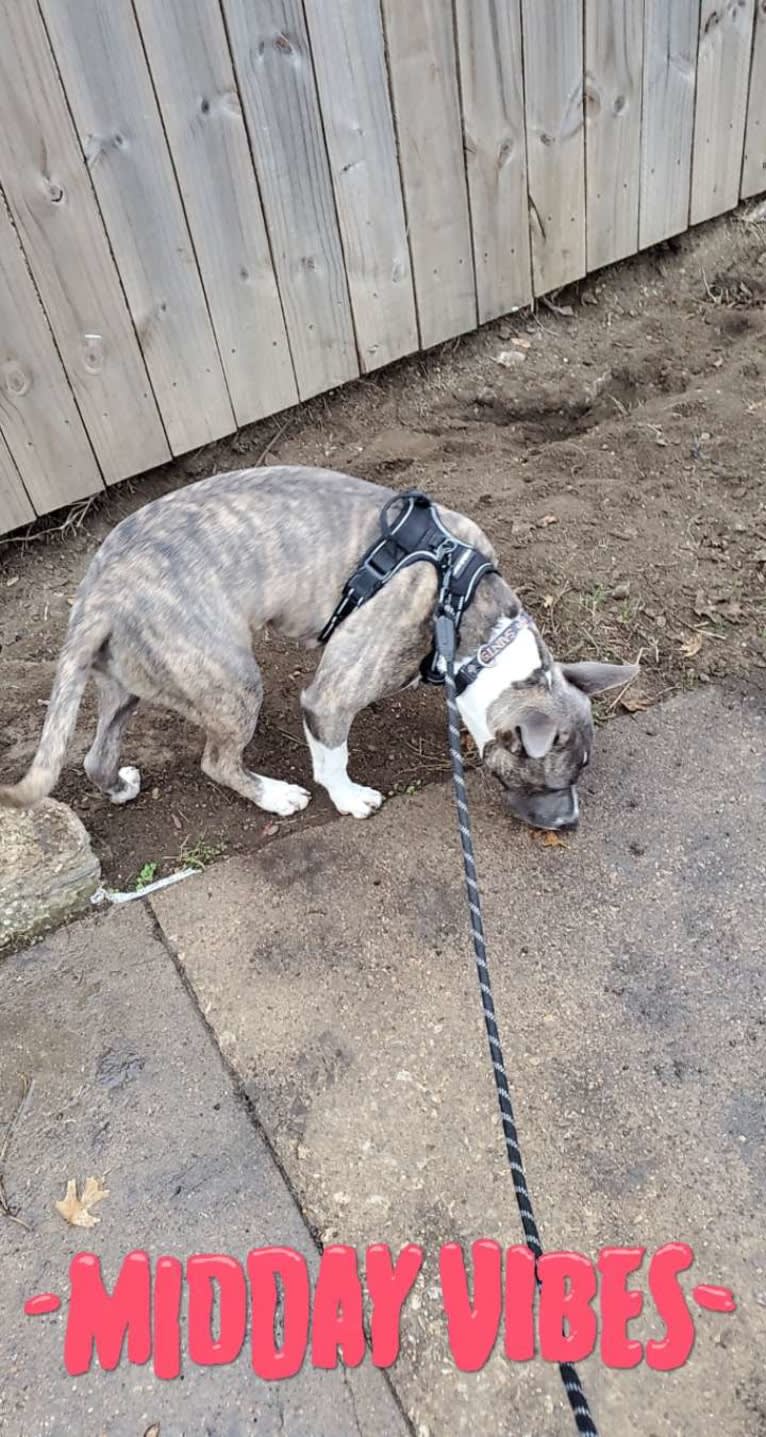 SAINT, an American Pit Bull Terrier and American Staffordshire Terrier mix tested with EmbarkVet.com