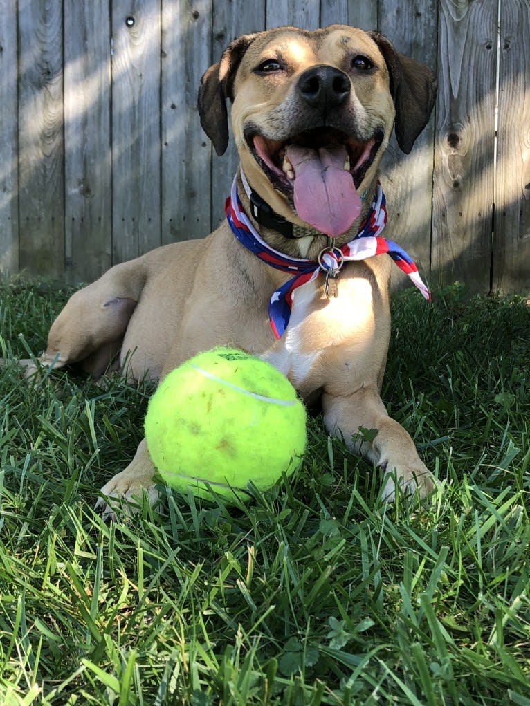 Athena, an American Pit Bull Terrier and Weimaraner mix tested with EmbarkVet.com