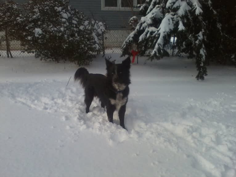 Tex, an Australian Cattle Dog and Border Collie mix tested with EmbarkVet.com