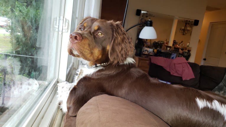 Little Dixie Ranch Gun Runner (Gunner), a Brittany tested with EmbarkVet.com