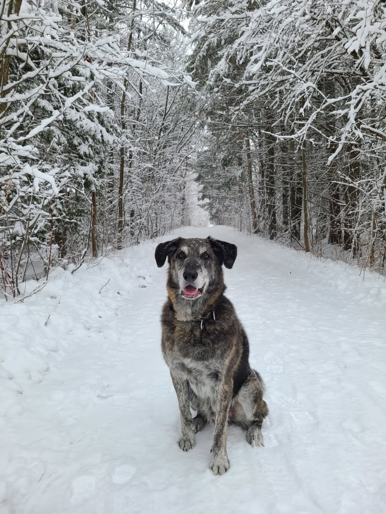 Achille, a German Shepherd Dog and Golden Retriever mix tested with EmbarkVet.com