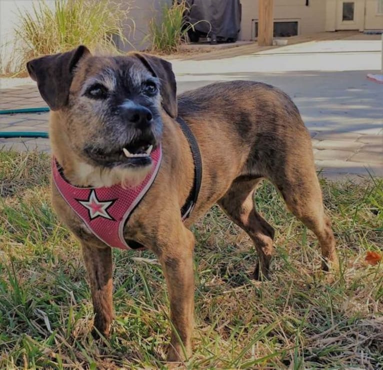 Mila, a Russell-type Terrier and Staffordshire Terrier mix tested with EmbarkVet.com