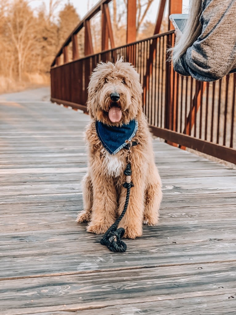 Brodie, a Goldendoodle tested with EmbarkVet.com