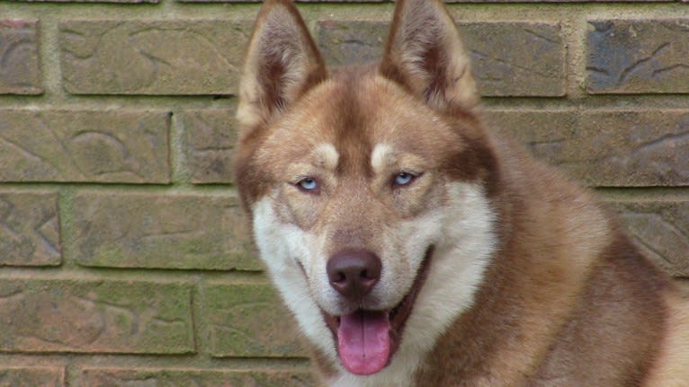 Mona Lucy Sshk, a Siberian Husky tested with EmbarkVet.com