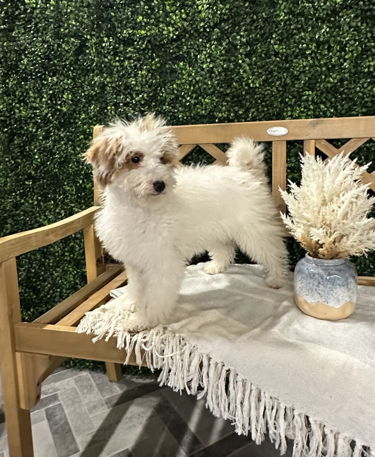 Cocco, a Goldendoodle tested with EmbarkVet.com