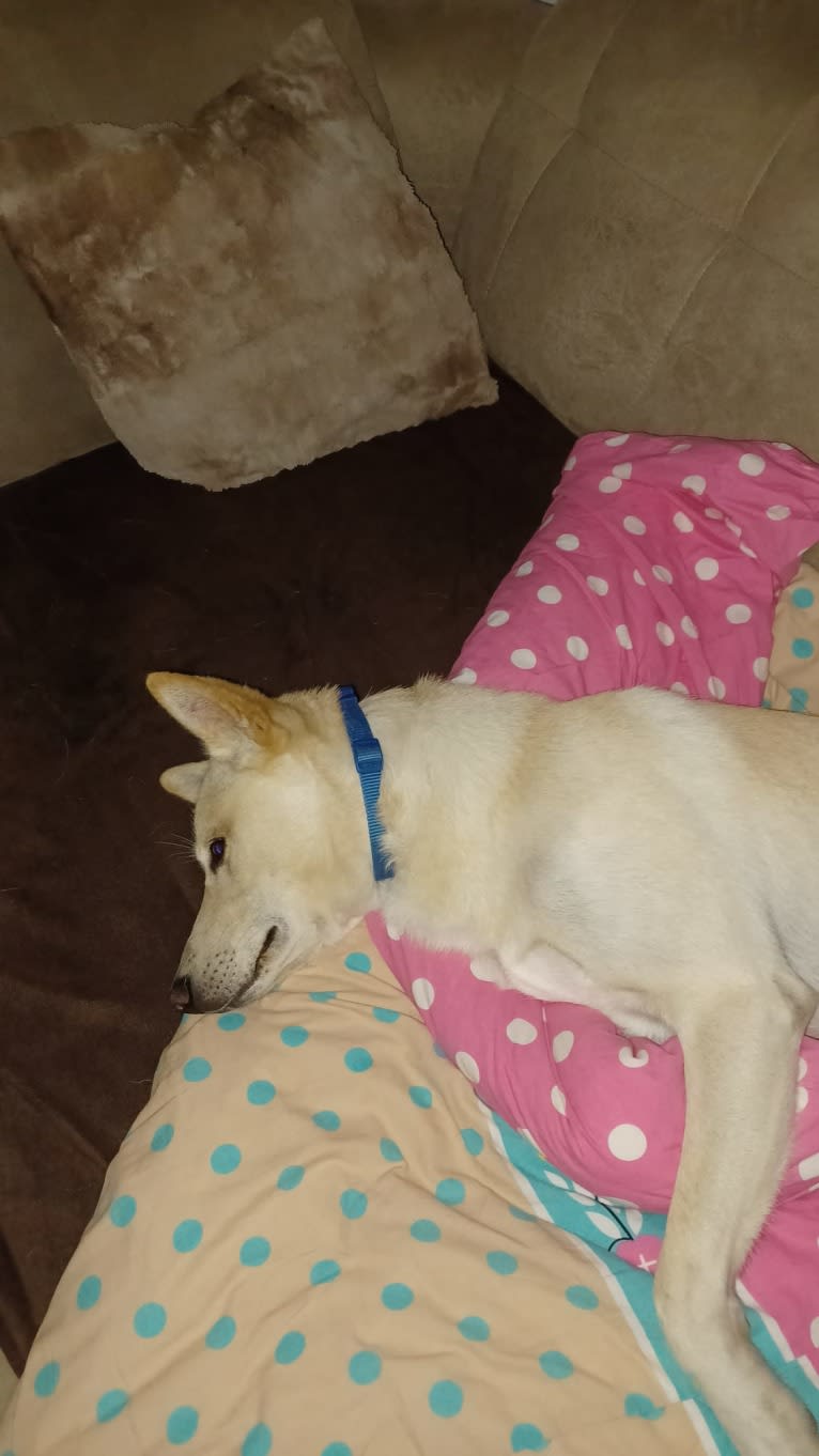 Sai, a Canaan Dog tested with EmbarkVet.com