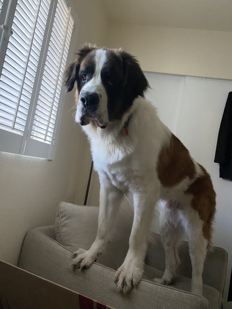 Samson “Sam” Broussard, a Saint Bernard tested with EmbarkVet.com