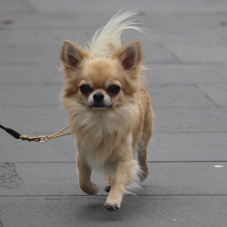 George, a Chihuahua tested with EmbarkVet.com