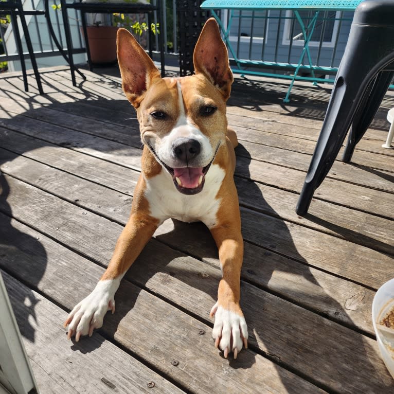 Zora, an American Pit Bull Terrier and American Staffordshire Terrier mix tested with EmbarkVet.com