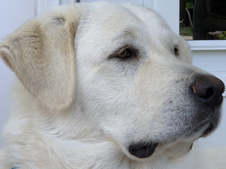 Chloe, a Great Pyrenees and Anatolian Shepherd Dog mix tested with EmbarkVet.com