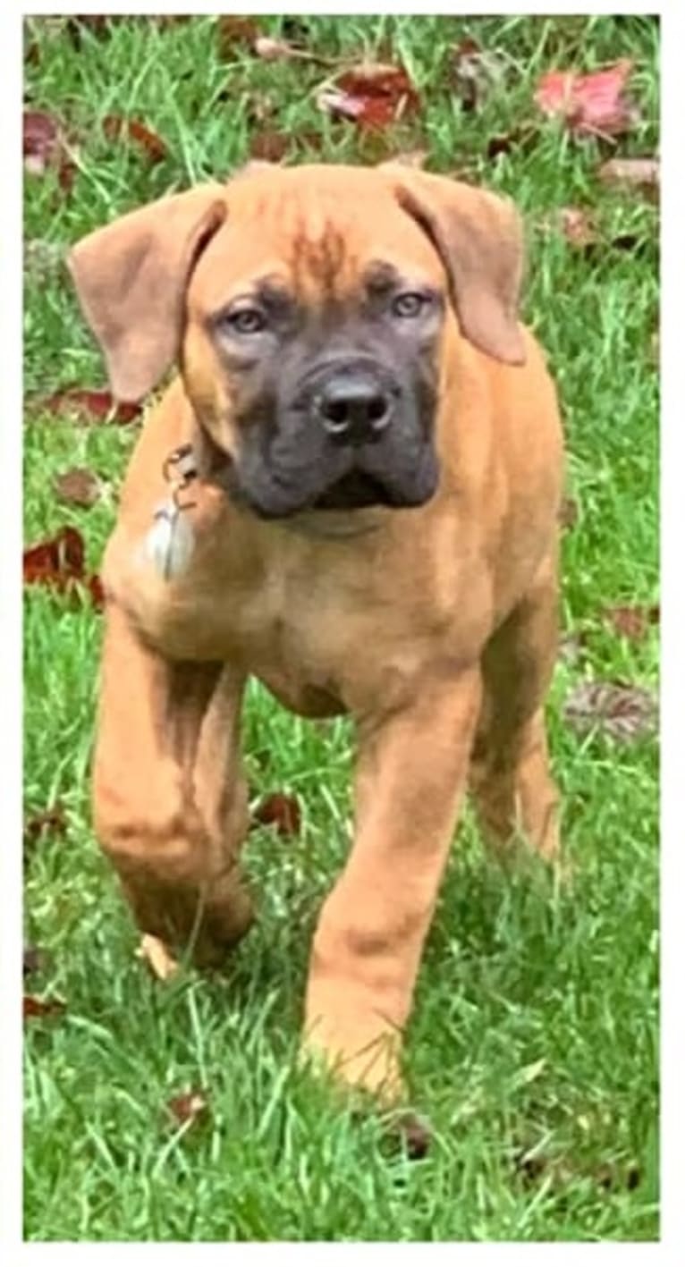 Zaylee, a Boerboel tested with EmbarkVet.com