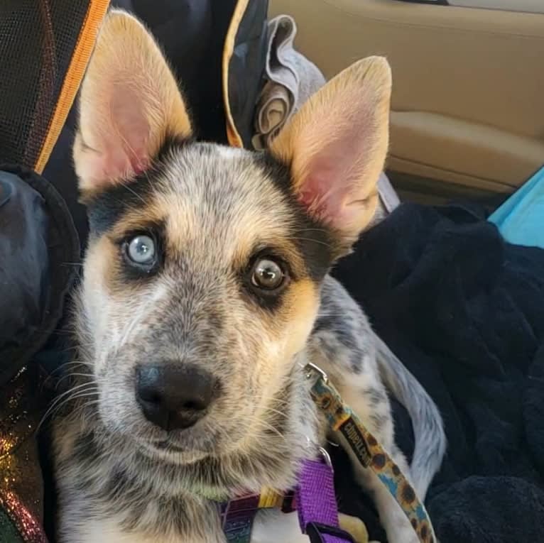 Flora, an Australian Cattle Dog and Siberian Husky mix tested with EmbarkVet.com