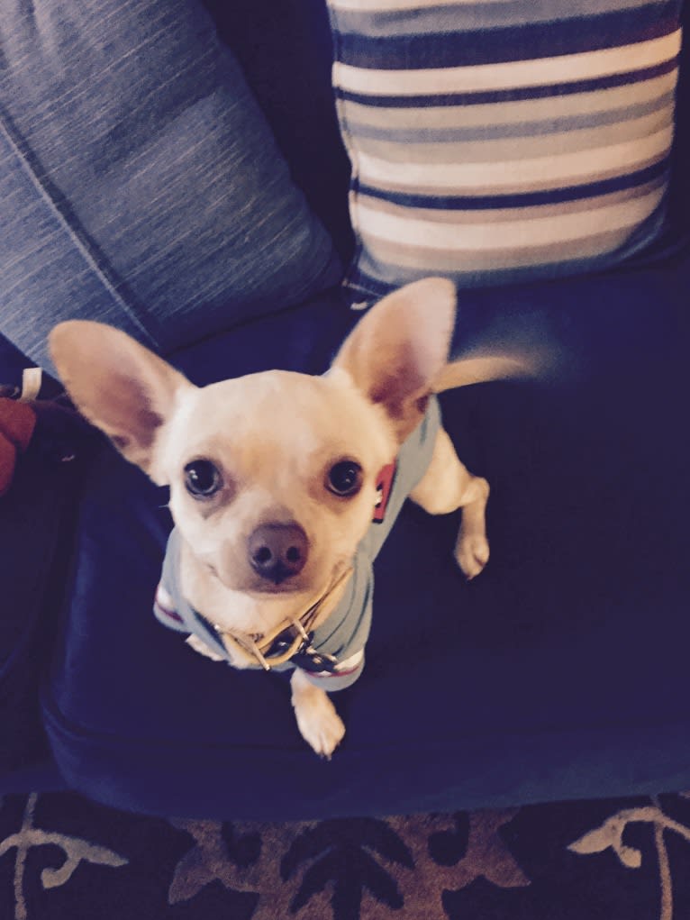 Joey, a Chihuahua and Pomeranian mix tested with EmbarkVet.com