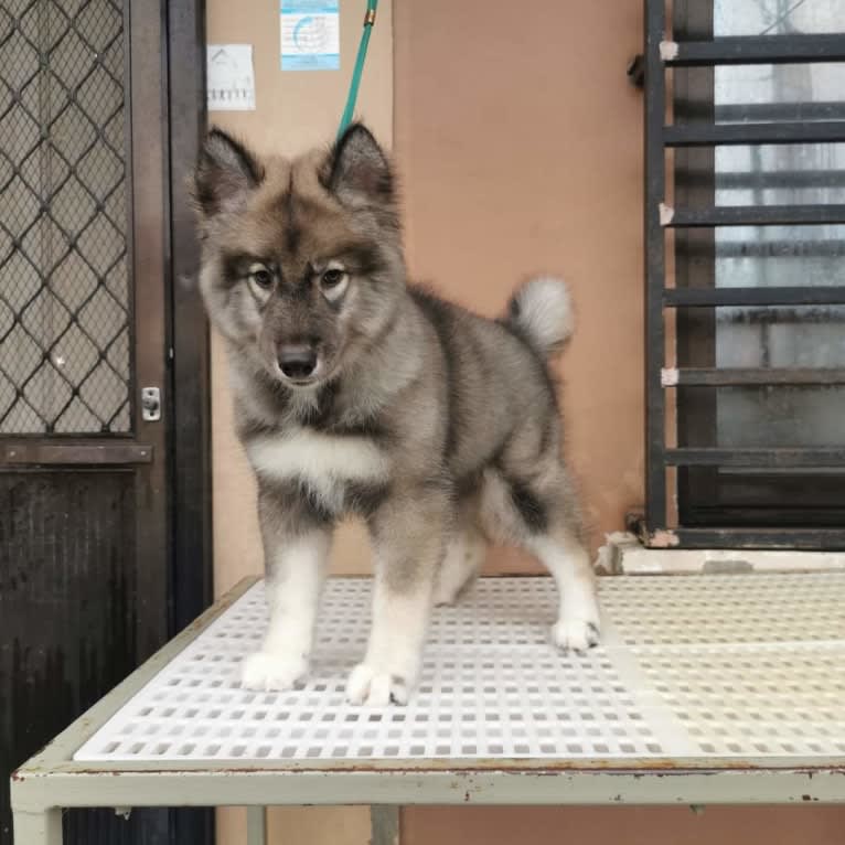 Mira, a Siberian Husky tested with EmbarkVet.com