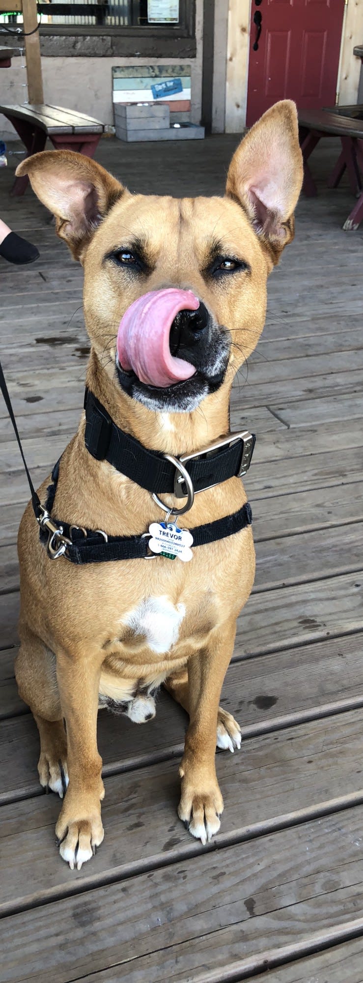 Trevor, an American Pit Bull Terrier and German Shepherd Dog mix tested with EmbarkVet.com