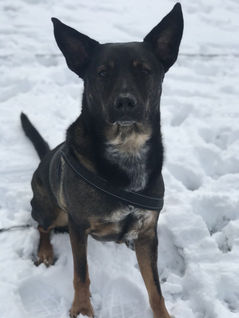 Boston, an Australian Cattle Dog and American Pit Bull Terrier mix tested with EmbarkVet.com