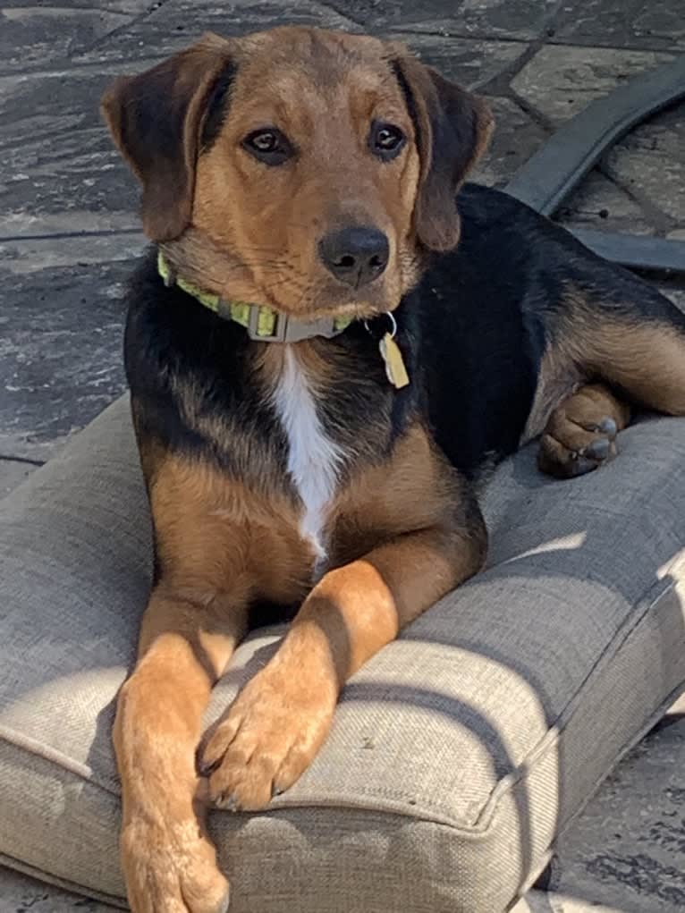 Sullivan, an American Foxhound and Labrador Retriever mix tested with EmbarkVet.com