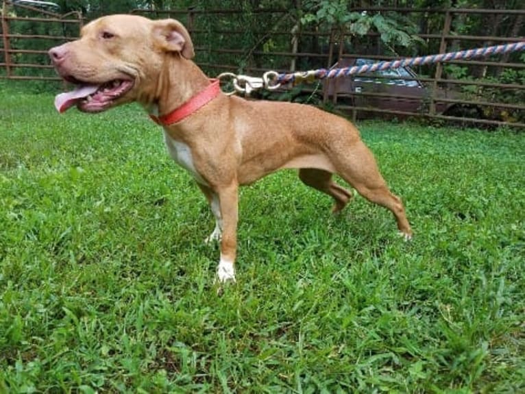 Trouble, an American Pit Bull Terrier tested with EmbarkVet.com