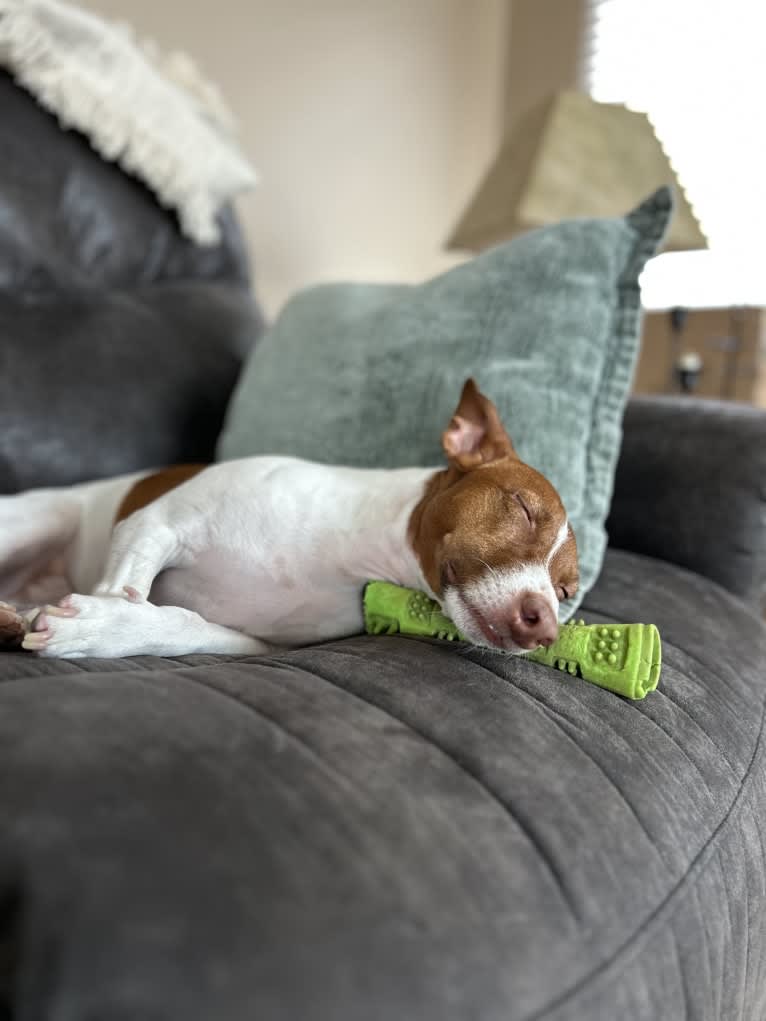 Wally, a Russell-type Terrier tested with EmbarkVet.com