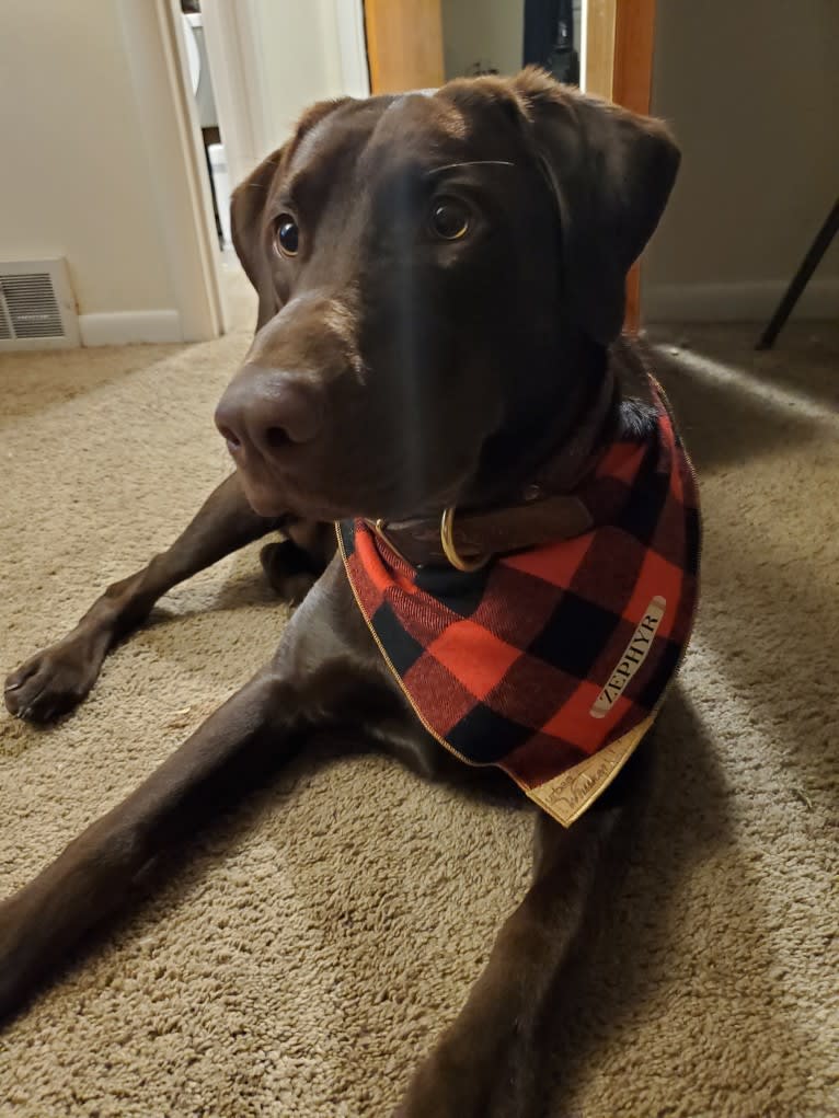 Zephyr, a Labrador Retriever tested with EmbarkVet.com