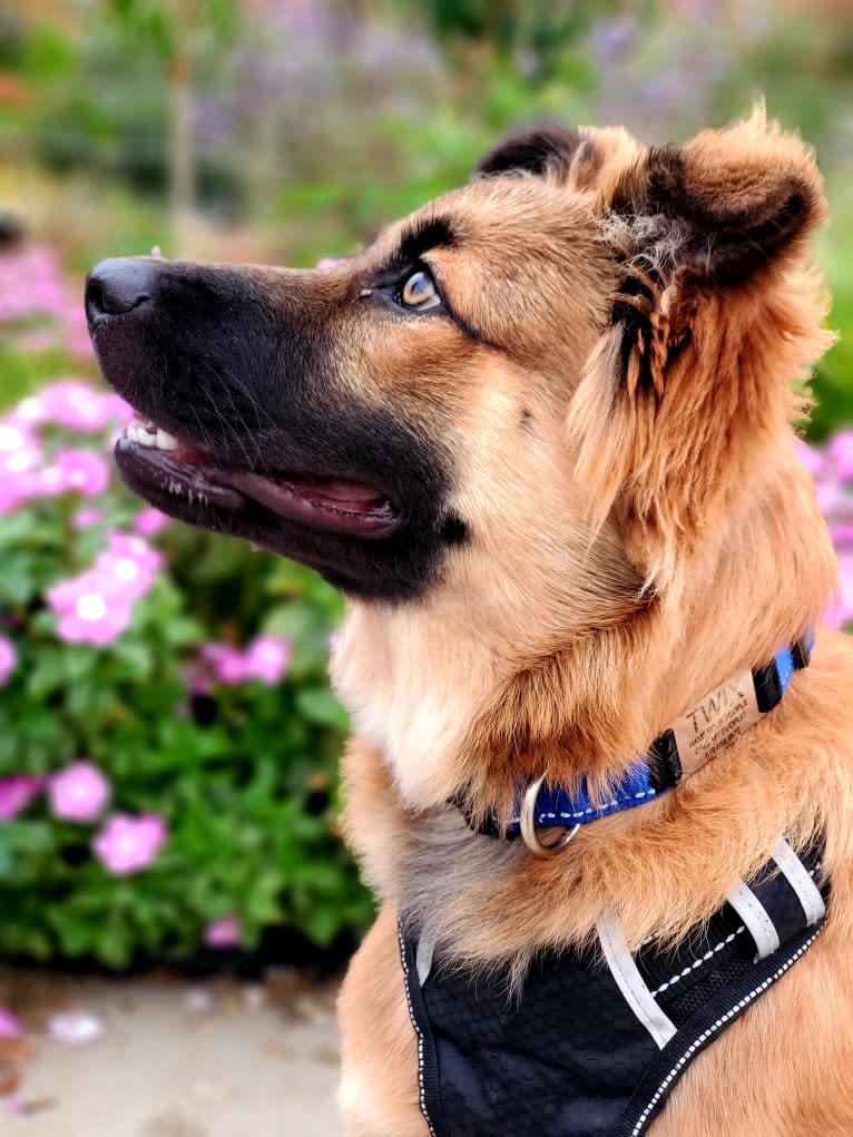 Twix, a German Shepherd Dog and Chow Chow mix tested with EmbarkVet.com