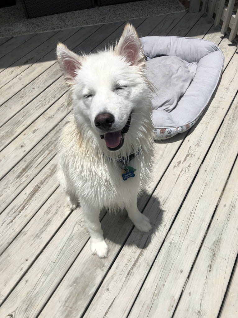 Kepler, a Siberian Husky and Alaskan Malamute mix tested with EmbarkVet.com