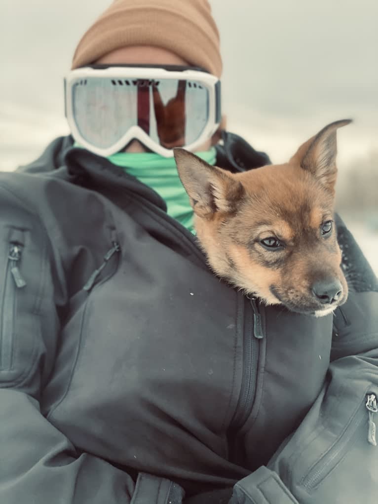 Alemã, a German Shepherd Dog and Australian Cattle Dog mix tested with EmbarkVet.com