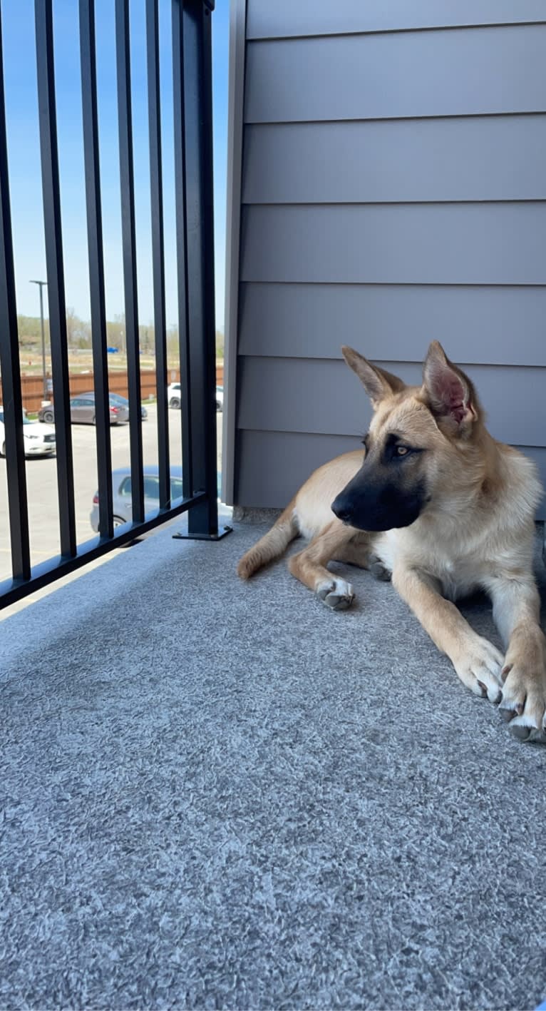 Enzo, a Siberian Husky and German Shepherd Dog mix tested with EmbarkVet.com