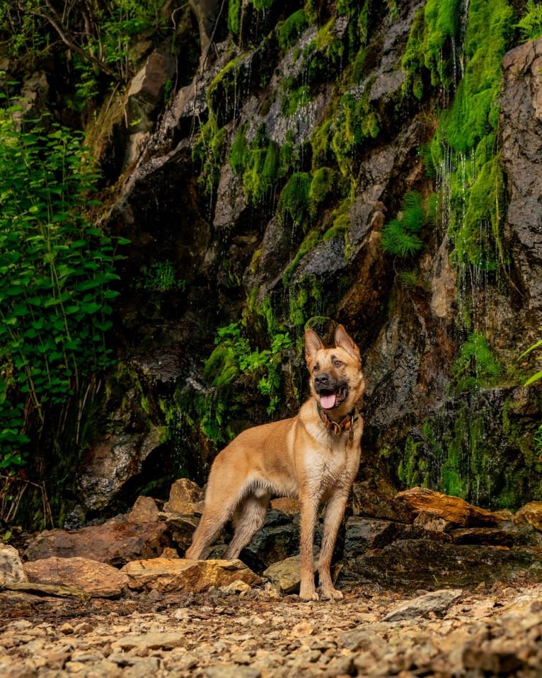 Everhett, a German Shepherd Dog and Australian Cattle Dog mix tested with EmbarkVet.com