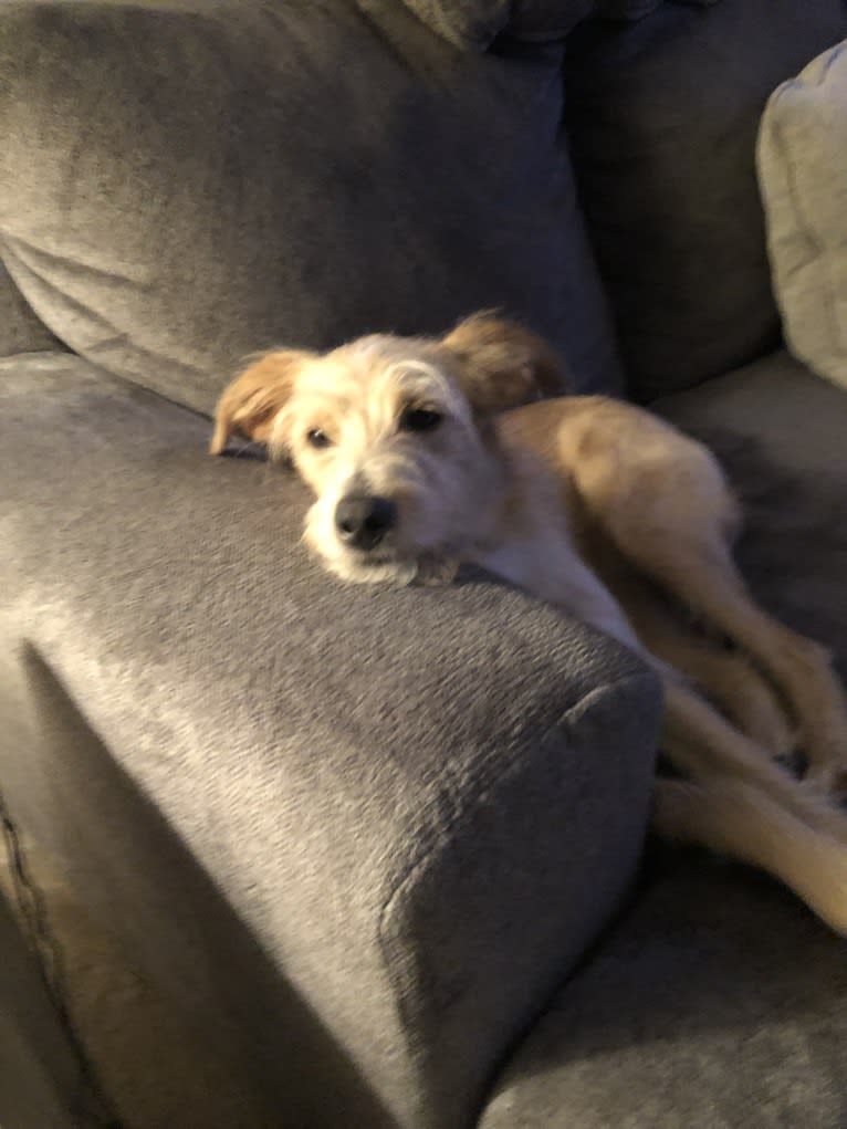 Ricky Bobby, an English Shepherd and Golden Retriever mix tested with EmbarkVet.com