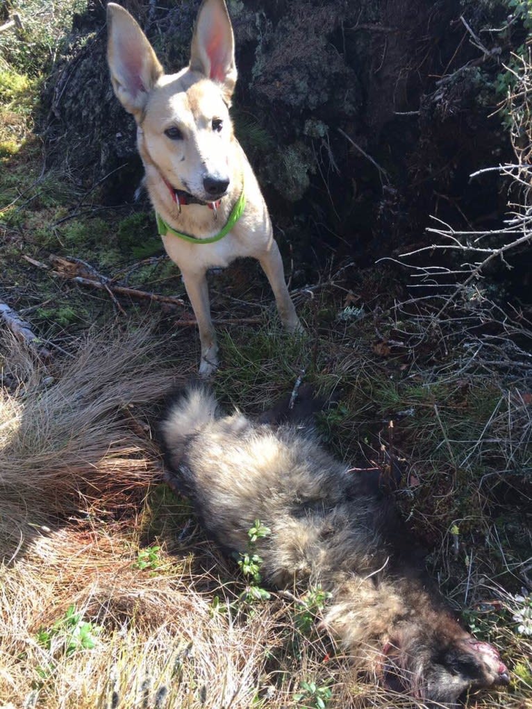 Tori, a Central Asian Village Dog tested with EmbarkVet.com